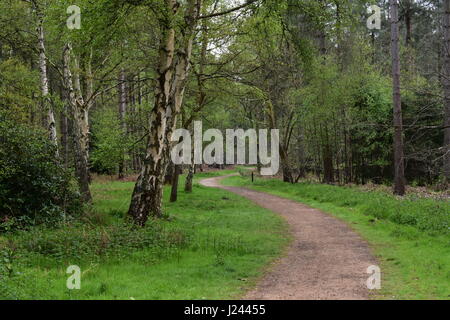 Gewundenen Pfad durch den Wald in Sandringham Country Park, Sandringham, Norfolk, Großbritannien Stockfoto