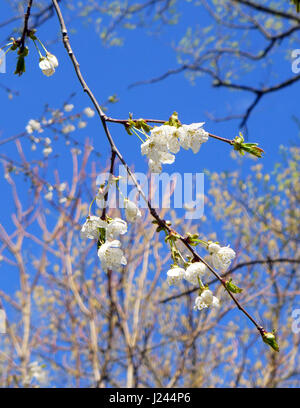 Blühenden Obstbaum. Stockfoto