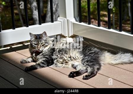 Langhaarige Tabby Katze in der Sonne auf dem Achterdeck Stockfoto