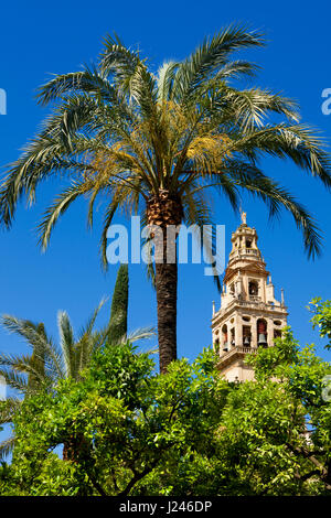 Das Minarett der Moschee von Cordoba Stockfoto