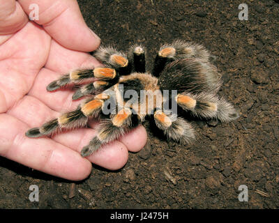 Mexikanische rote Knie Vogelspinne Stockfoto