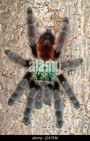 Martinique-Pinktoe-Vogelspinne Stockfoto