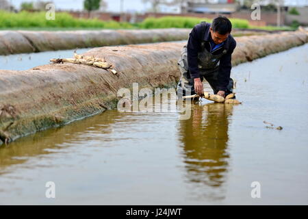 Xingtai, Chinas Provinz Hebei. 25. April 2017. Ein Bauer pflanzt Lotoswurzeln in Xingtai Economic Development Zone von Xingtai City, Nordchinas Provinz Hebei, 25. April 2017. Bildnachweis: Mu Yu/Xinhua/Alamy Live-Nachrichten Stockfoto