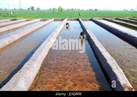 Xingtai, Chinas Provinz Hebei. 25. April 2017. Bauern Pflanzen Lotoswurzeln in Xingtai Economic Development Zone von Xingtai City, Nordchinas Provinz Hebei, 25. April 2017. Bildnachweis: Mu Yu/Xinhua/Alamy Live-Nachrichten Stockfoto