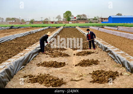 Xingtai, Chinas Provinz Hebei. 25. April 2017. Bauern legen Dünger vor der Aussaat Lotoswurzeln in Xingtai Economic Development Zone von Xingtai City, Nordchinas Provinz Hebei, 25. April 2017. Bildnachweis: Mu Yu/Xinhua/Alamy Live-Nachrichten Stockfoto