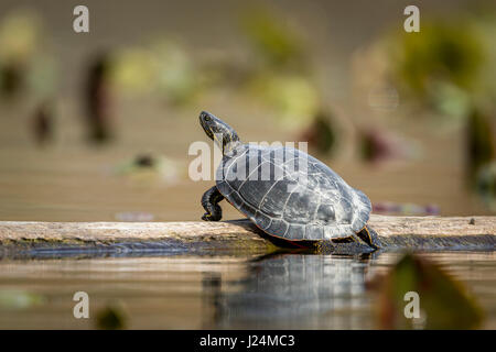 Eine westliche gemalte Schildkröte sonnt sich auf einem Baumstamm in Fernan See, Idaho. Stockfoto