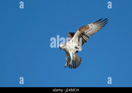 Ein Fischadler schwebt bis in den Himmel über Fernan See in Idaho auf der Suche nach Fisch. Stockfoto