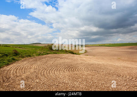 Linien und Muster im neu kultivierten Boden in die malerische Hügellandschaft der Yorkshire Wolds bei blau bewölktem Himmel im Frühling Stockfoto