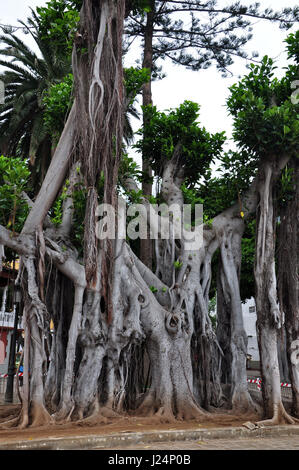 Teneriffa, Spanien, El Drago Milenario Stockfoto