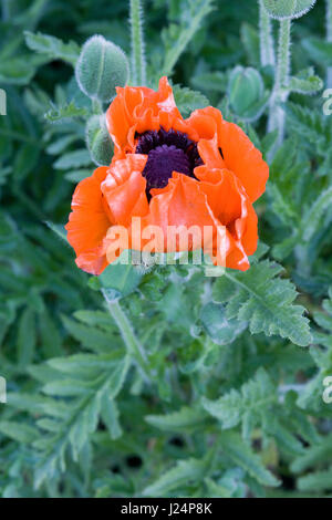 Riesiger roter Mohn in einem Garten Stockfoto