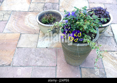 Blumentöpfe mit Frühlingsblumen auf eine Gartenterrasse Stockfoto