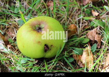 Beschädigte Apfel auf den Boden Stockfoto