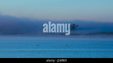 Morgennebel über einen See mit einem großen alten Baum im Nebel löschen. Stockfoto