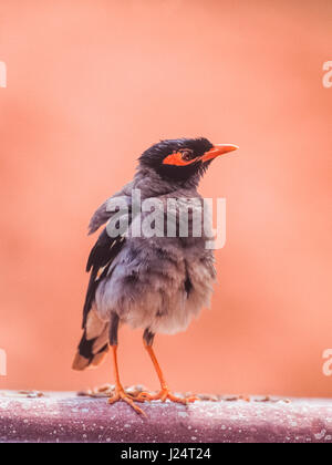 Bank Myna, (Acridotheres ginginianus), ausschütteln Federn nach dem Putzen, Keoladeo Ghana National Park, Bharatpur, Rajasthan, Indien Stockfoto