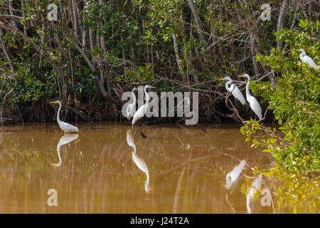 Vögel in Mrazek Pond im Everglades National Park ein UNESCO-Weltkulturerbe in Süd Florida, USA