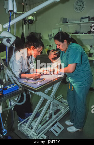 Tierarzt und Tierarzthelferin betäuben einen Hund verletzt in einem Kampf mit einem anderen Hund, Blue Cross Animal Hospital, Victoria, London, Vereinigtes Königreich Stockfoto