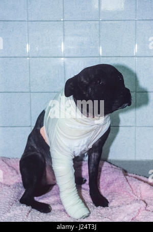 Staffordshire Bull Terrier Hund (Canis Lupus Familiaris oder Canis familiaris), verletzt nach dem Kampf mit einem anderen Hund, blaues Kreuz Animal Hospital Stockfoto