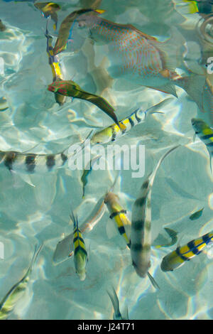 Bunte Riff-Fische im glasklaren Wasser. Stockfoto