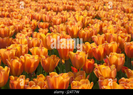 Ein Bild voller Blüte Ornage Tulpen. Stockfoto