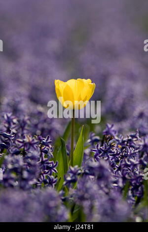Eine helle gelbe Tulpe in einem Feld von violetten Hyazinthen. Stockfoto