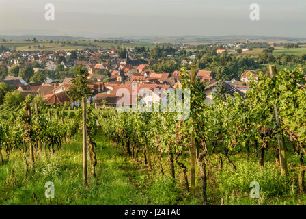 Blick von der Burg Steinsberg auf die Weinberge von Weiler, Sinsheim, Baden-Württemberg, England, UK Stockfoto