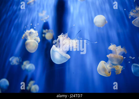 Eine weiße Quallen im Aquarium. Stockfoto