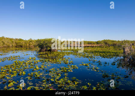 Sawgrass Sumpf entlang der beliebten Anhinga Trail im Royal Palms Visitor Center im Florida Everglades National Park Stockfoto