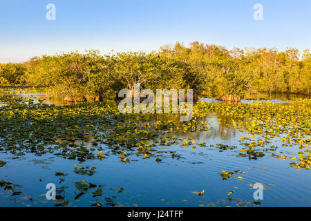 Sawgrass Sumpf entlang der beliebten Anhinga Trail im Royal Palms Visitor Center im Florida Everglades National Park Stockfoto