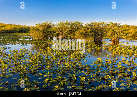 Sawgrass Sumpf entlang der beliebten Anhinga Trail im Royal Palms Visitor Center im Florida Everglades National Park Stockfoto