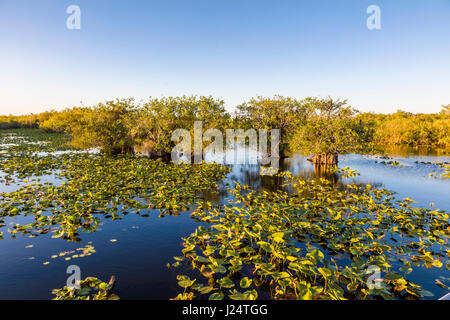 Sawgrass Sumpf entlang der beliebten Anhinga Trail im Royal Palms Visitor Center im Florida Everglades National Park Stockfoto