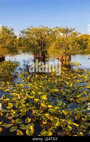 Sawgrass Sumpf entlang der beliebten Anhinga Trail im Royal Palms Visitor Center im Florida Everglades National Park Stockfoto