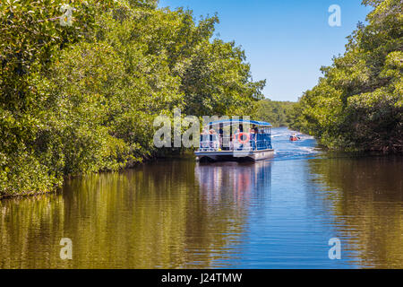 Ausflugsschiff auf dem Buttonwood-Kanal im Bereich des Everglades National Park Florida Flamingo Stockfoto