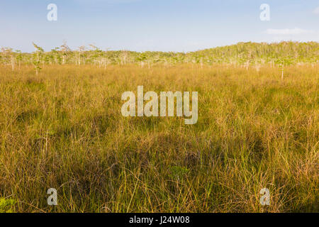 Zwerg-Zypressen im Grasland an der Pa-Hay-Okee Aussichtspunkt in Florida Everglades Nationalpark Stockfoto