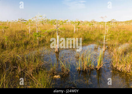 Zwerg-Zypressen im Grasland an der Pa-Hay-Okee Aussichtspunkt in Florida Everglades Nationalpark Stockfoto