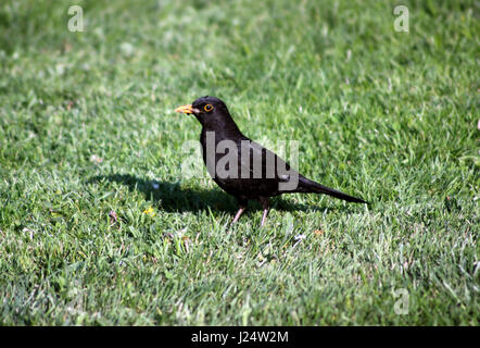 Männliche Amsel Stockfoto