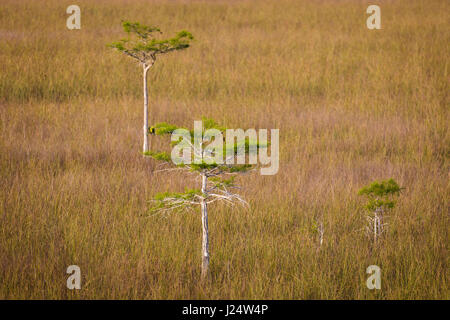 Zwerg-Zypressen im Grasland an der Pa-Hay-Okee Aussichtspunkt in Florida Everglades Nationalpark Stockfoto