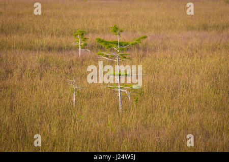 Zwerg-Zypressen im Grasland an der Pa-Hay-Okee Aussichtspunkt in Florida Everglades Nationalpark Stockfoto