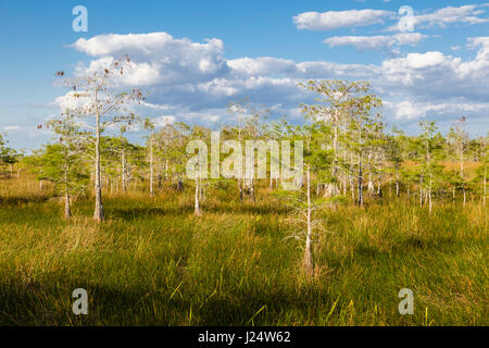 Zwerg-Zypressen im Grasland an der Pa-Hay-Okee Aussichtspunkt in Florida Everglades Nationalpark Stockfoto