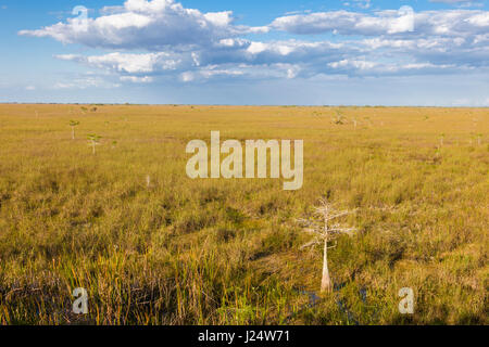 Zwerg-Zypressen im Grasland an der Pa-Hay-Okee Aussichtspunkt in Florida Everglades Nationalpark Stockfoto