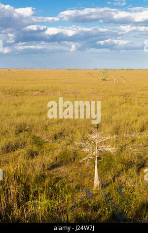 Zwerg-Zypressen im Grasland an der Pa-Hay-Okee Aussichtspunkt in Florida Everglades Nationalpark Stockfoto