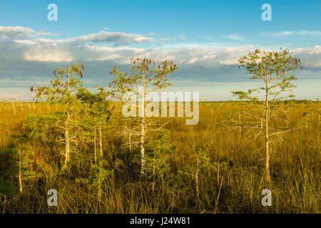 Zwerg-Zypressen im Grasland an der Pa-Hay-Okee Aussichtspunkt in Florida Everglades Nationalpark Stockfoto