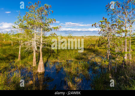 Zwerg-Zypressen im Grasland an der Pa-Hay-Okee Aussichtspunkt in Florida Everglades Nationalpark Stockfoto