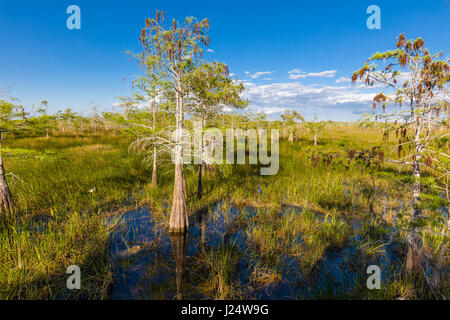 Zwerg-Zypressen im Grasland an der Pa-Hay-Okee Aussichtspunkt in Florida Everglades Nationalpark Stockfoto