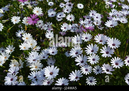 Osteospermum, auch bekannt als Daisybush Stockfoto