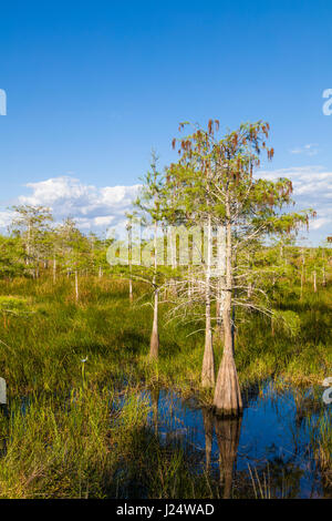 Zwerg-Zypressen im Grasland an der Pa-Hay-Okee Aussichtspunkt in Florida Everglades Nationalpark Stockfoto