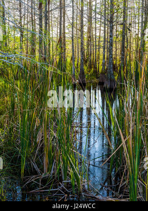 Zwerg-Zypressen im Grasland an der Pa-Hay-Okee Aussichtspunkt in Florida Everglades Nationalpark Stockfoto