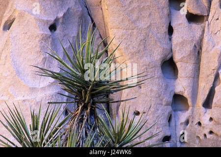 Mojave Yucca in Banshee Canyon auf Ringe Trail, Mojave National Preserve, Kalifornien Stockfoto