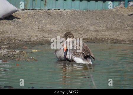 Die Graugans ist Inland. Hausgemachte Graugans. Hausgemachte Gänse in einem künstlichen Teich. Stockfoto