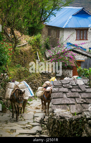 Nepal, März 2017: Eine Karawane von Eseln Hols eine Last auf einem Bergpfad direkt vor Birethanti. Esel werden verwendet, um Orte zu erreichen, die Autos gehen können. Ann Stockfoto