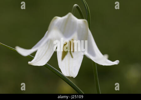 Nahaufnahme einer einzigen weißen Schlangen Kopf Fritillary Blume mit den Blütenblättern offene Schuss in soft-Fokus Stockfoto